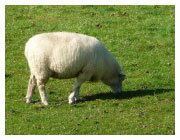 Galway Sheep