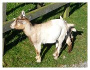 african pygmy goats