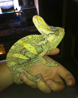 chameleon at the kiltimagh pet farm